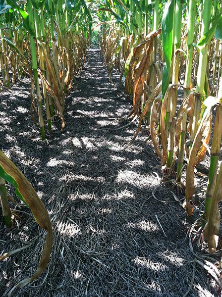 Figure 4. Cover crop mulch suppressing weeds at corn black layer